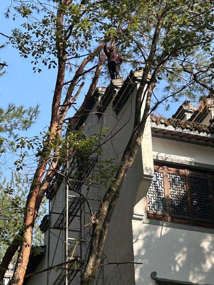 排除隱患，國資公司砍樹解民憂